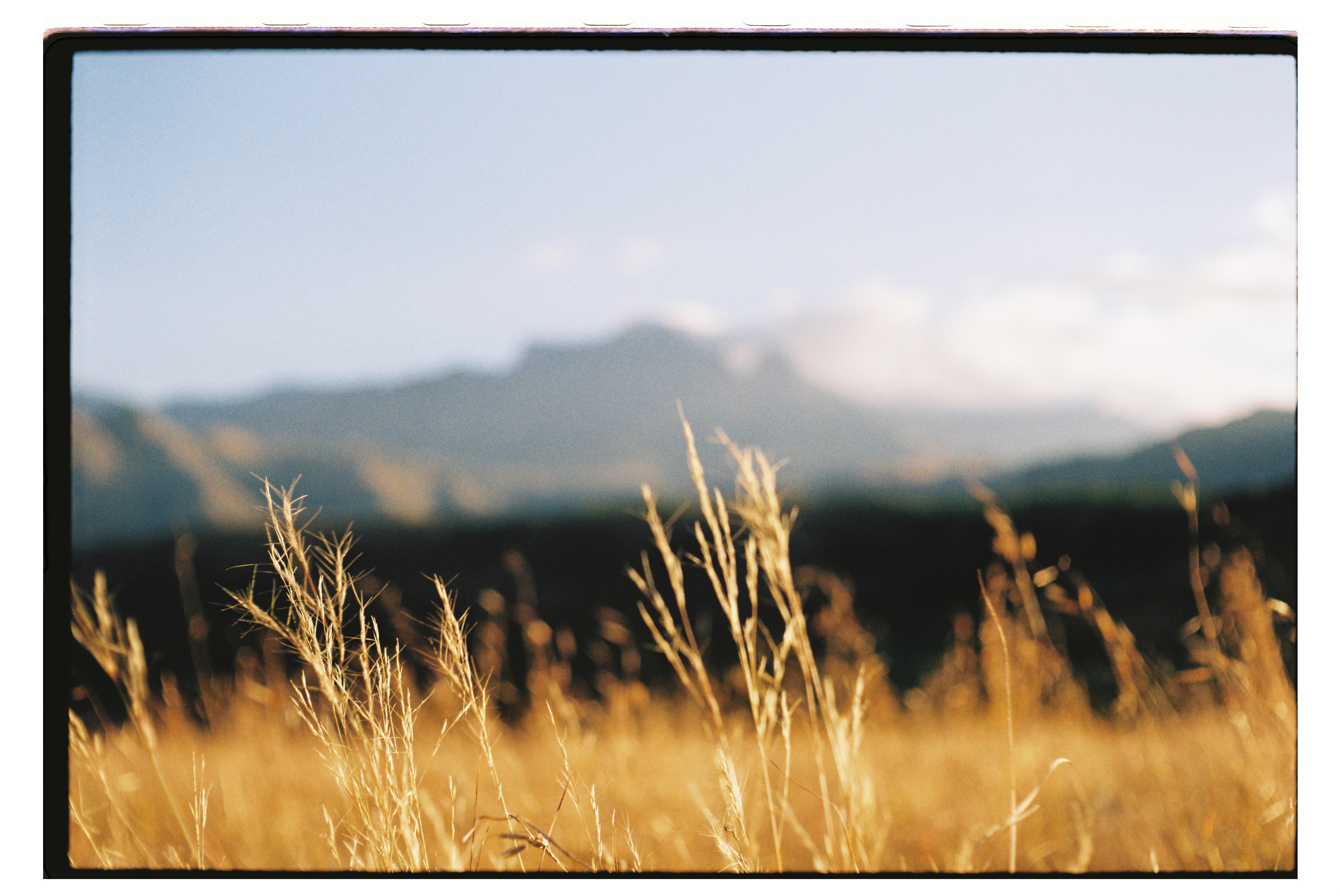 Wheat on a hill in front of the Drakensberg Mountains