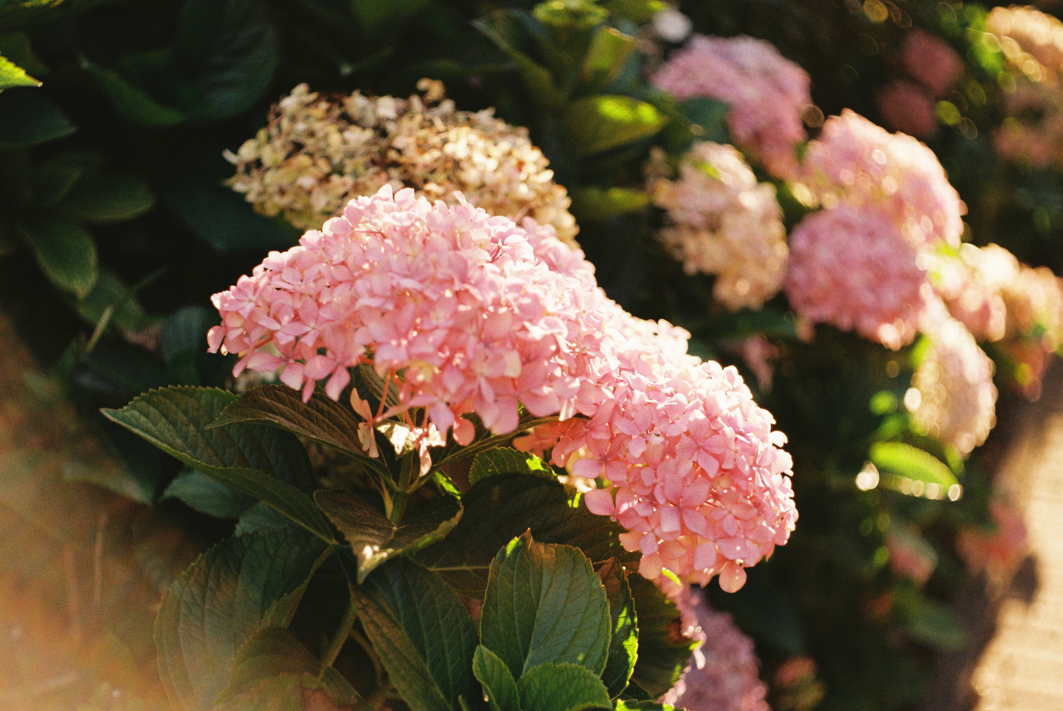 Pink flowers.