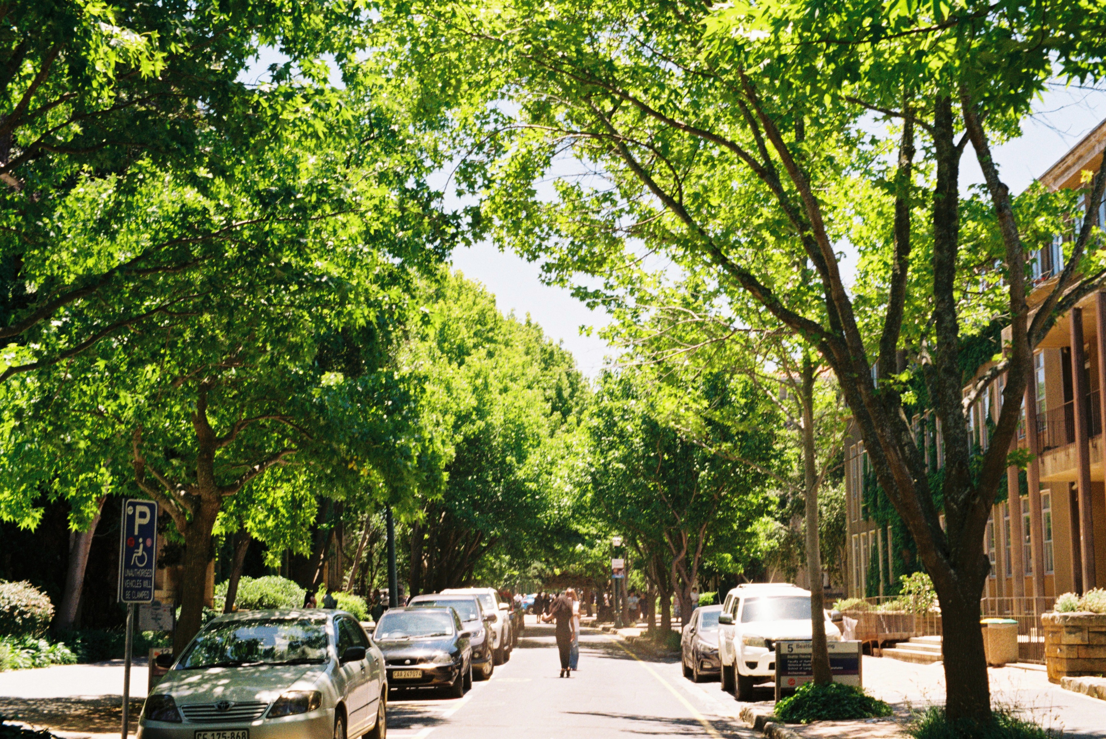 Sunny walkway surrounded by trees at the University of Cape Town.