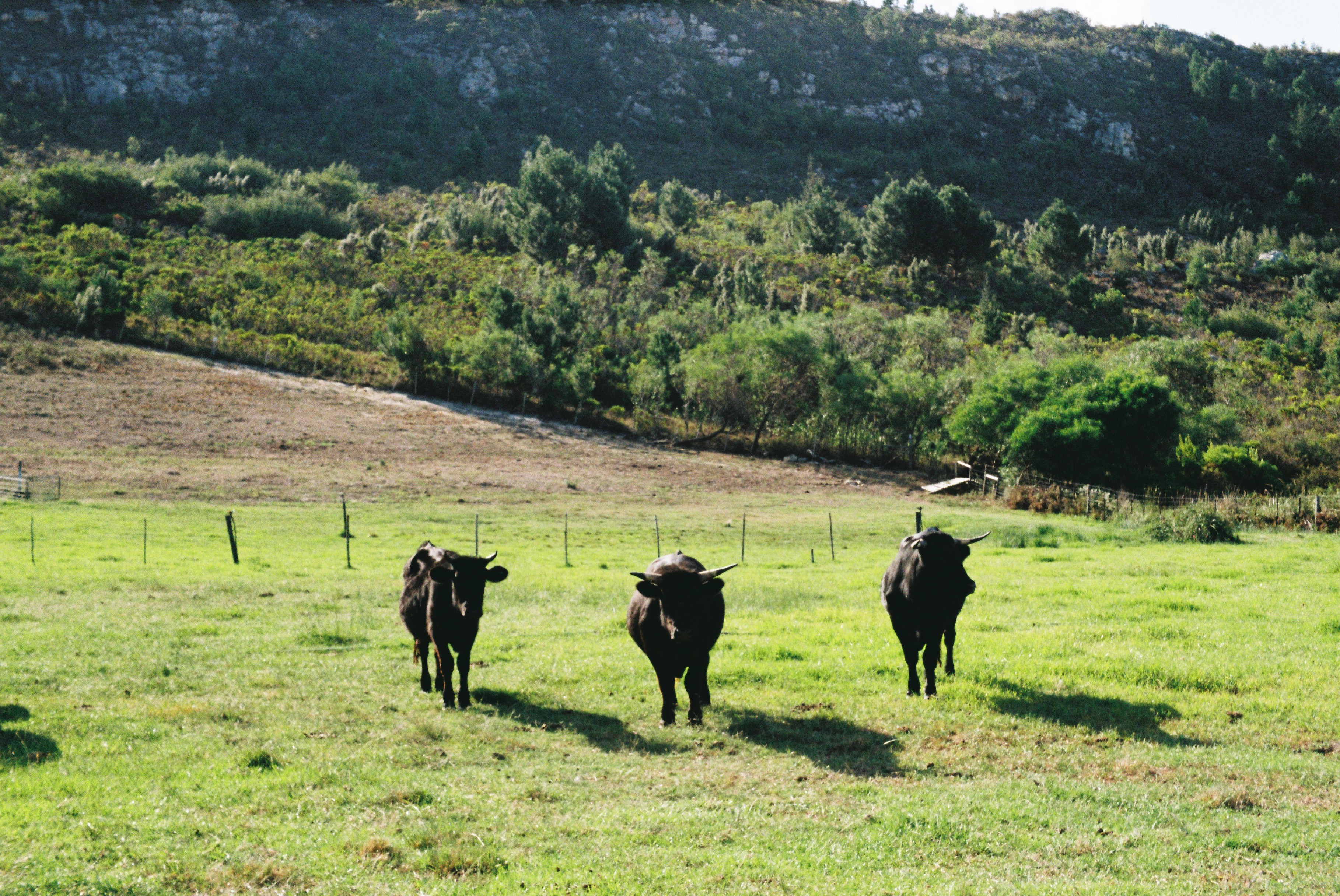 Three cows in a field
